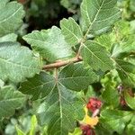 Rhus aromatica Φύλλο