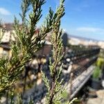 Juniperus virginianaBlad