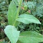 Verbascum chaixii Leaf