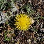 Centaurea toletana Flower