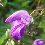 Brillantaisia lamium Flower