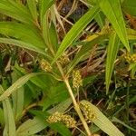 Lysimachia thyrsiflora Frukt