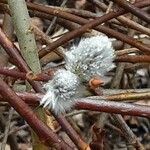 Salix discolor Blüte