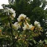 Rhododendron decorum Flor