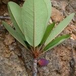 Pichonia balansae Лист