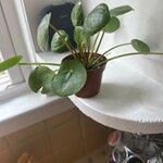 Pilea peperomioidesFolha