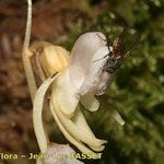 Epipogium aphyllum Flower