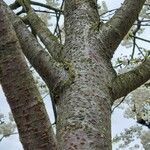 Prunus cerasus Écorce