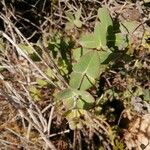 Lonicera implexa Lapas