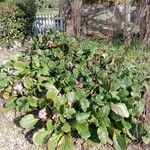 Bergenia crassifolia Habitat