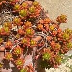 Sempervivum minutum Hoja