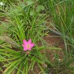 Zephyranthes roseaFlower