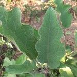 Solanum melongena Blad