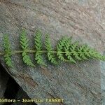 Woodsia ilvensis Fuelha