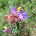 Nerophila senegambiensis Flower