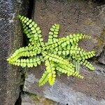 Asplenium trichomanes Συνήθη χαρακτηριστικά