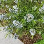 Amsonia hubrichtiiFlower