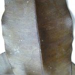 Micropholis acutangula 其他