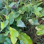 Bistorta amplexicaulis Frunză