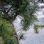 Pseudotsuga menziesii Levél