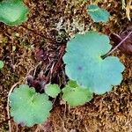 Saxifraga rotundifolia Feuille