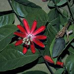 Passiflora glandulosa 花