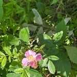 Rosa carolina Blüte