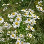 Erigeron annuus പുഷ്പം