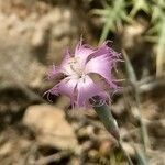 Dianthus austroiranicus Kukka