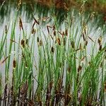 Carex limosa عادت