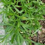 Symphyotrichum ericoides Hoja