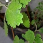 Tetradenia riparia Leaf
