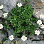 Callianthemum coriandrifolium Habit