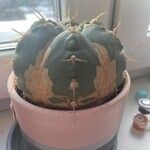 Gymnocalycium pflanzii 其他