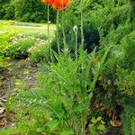 Papaver orientale Hábito