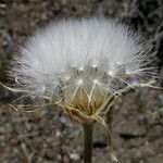 Agoseris retrorsa Fruit