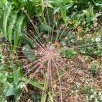 Allium schubertii Lorea