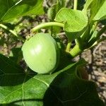 Jatropha curcas Fruit