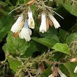 Symphytum grandiflorum Flower