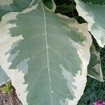 Nicotiana tomentosa Folha