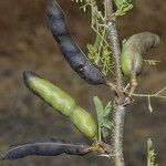 Vachellia farnesiana অভ্যাস