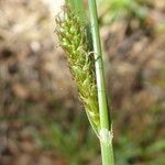 Carex distans Кора