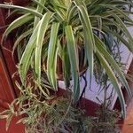 Chlorophytum comosum List