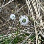 Globularia spinosa