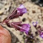 Chaenorhinum origanifolium Çiçek