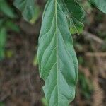 Litsea glutinosa Leaf