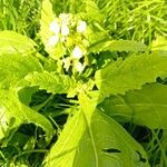 Brassica juncea Liść