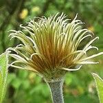 Clematis integrifolia Hedelmä