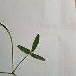 Glycine tabacina Leaf