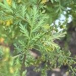 Artemisia annua Blatt